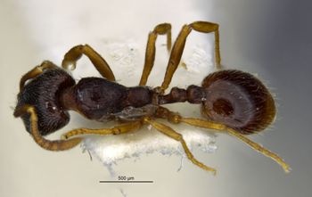 Media type: image;   Entomology 29617 Aspect: habitus dorsal view